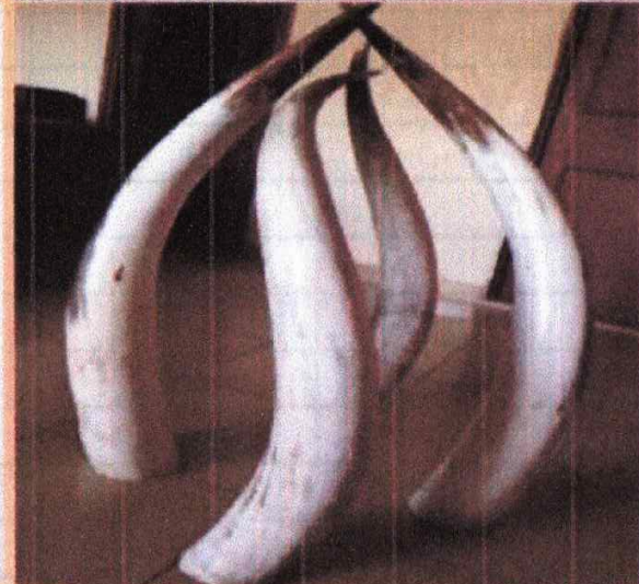 Pair of Medium Horns